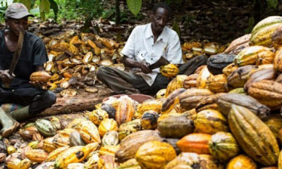 NEXIM Africa Is The Largest Producer of Cocoa in The World Jo Thys
