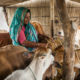 FAO Livestock