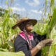 FAO moves to scale up response to Fall Armyworm as pest continues to spread Brandnewsday
