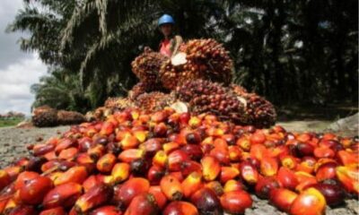 okomu oil net worth, okomu nigeria, okomu oil distributors, okomu oil distributors in benin city, okomu oil dividend 2021, okomu oil ownership, where is okomu oil located,  okomu oil share price, Okomu Oil Plc