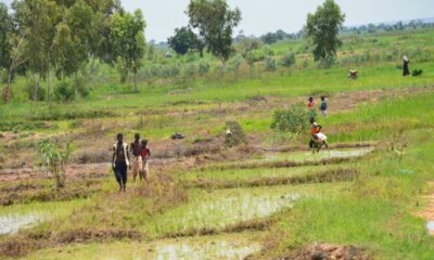 USAID Partners With WACOT Rice Investing $10m In Out Growers’ Project (Photos)