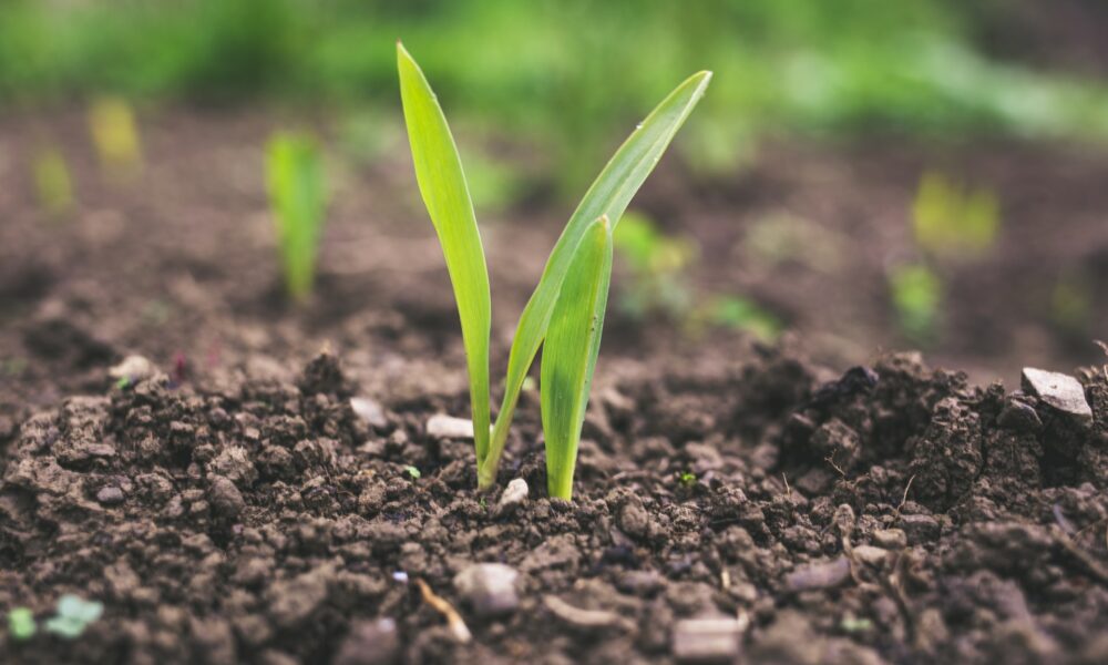 Agriculture sector in 2021 Still a growth story Brandnewsday, Boehringer Ingelheim, Invest India