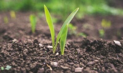 Agriculture sector in 2021 Still a growth story Brandnewsday, Boehringer Ingelheim, Invest India