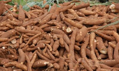 http://brandnewsday.com, cassava benefits, cassava leaves, cassava flour, cassava recipes, cassava poison, importance of cassava to man, cassava pronunciation, cassava plant, cassava production in nigeria 2019, cassava production in nigeria 2020, cassava production in nigeria 2021, cassava production in nigeria pdf,  cassava production in nigeria 2018, price of cassava per ton in nigeria 2020, challenges of cassava production in nigeria, cassava yield per hectare in nigeria, cassava production pdf