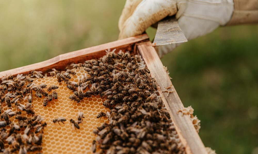Bees