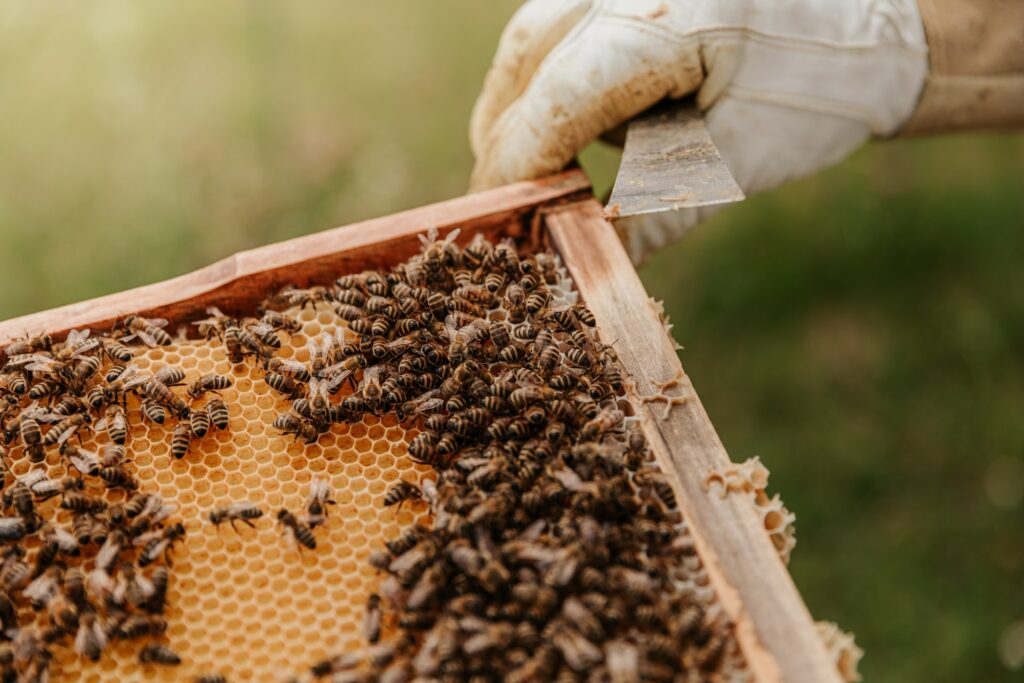 Bees