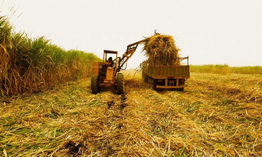 Dangote Sugar, Africa, Agriculture
