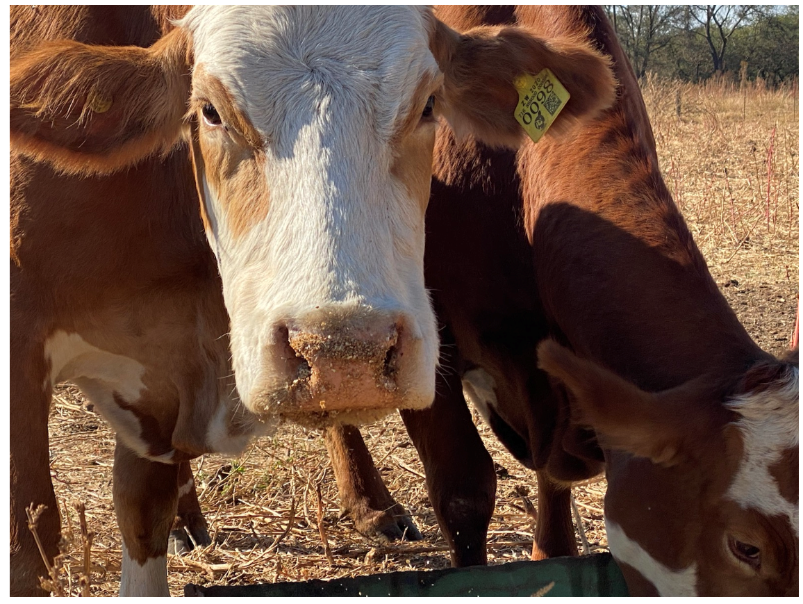 E-Livestock