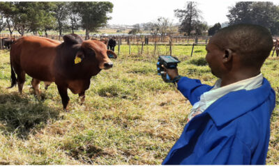 E-Livestock