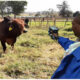 E-Livestock
