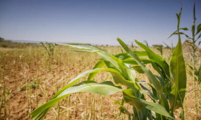Food Price, Rice Prices, BUA FOOD, Bua Rice, agriculture
