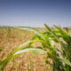 Food Price, Rice Prices, BUA FOOD, Bua Rice, agriculture