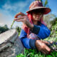 Programme, Agriculture
