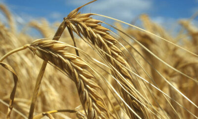 Global food prices, agriculture