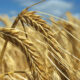Global food prices, agriculture