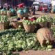 agriculture, food, Fairtrade & OTACCWA Critical Discourse On Innovation At 6th Annual Nigeria Agrofood & Plastprintpack