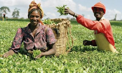 Kebbi State, Anchor Borrower Scheme: Agro Commodity Association Appeal President Buhari To Look Into Pathetic State Of Agro Input Suppliers, As CBN, Commercial Banks Denied Payment
