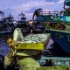 TIKA, egypt fisheries development