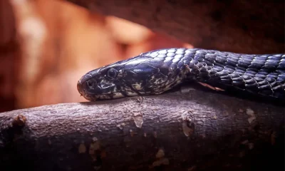 snake bite