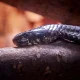 snake bite