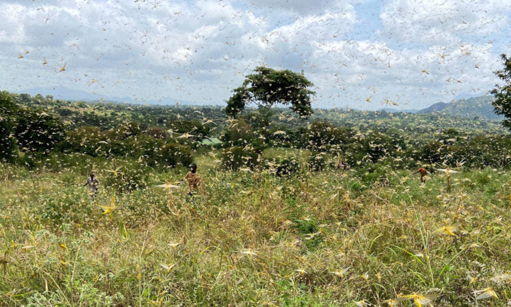 AfDB Desert Locusts