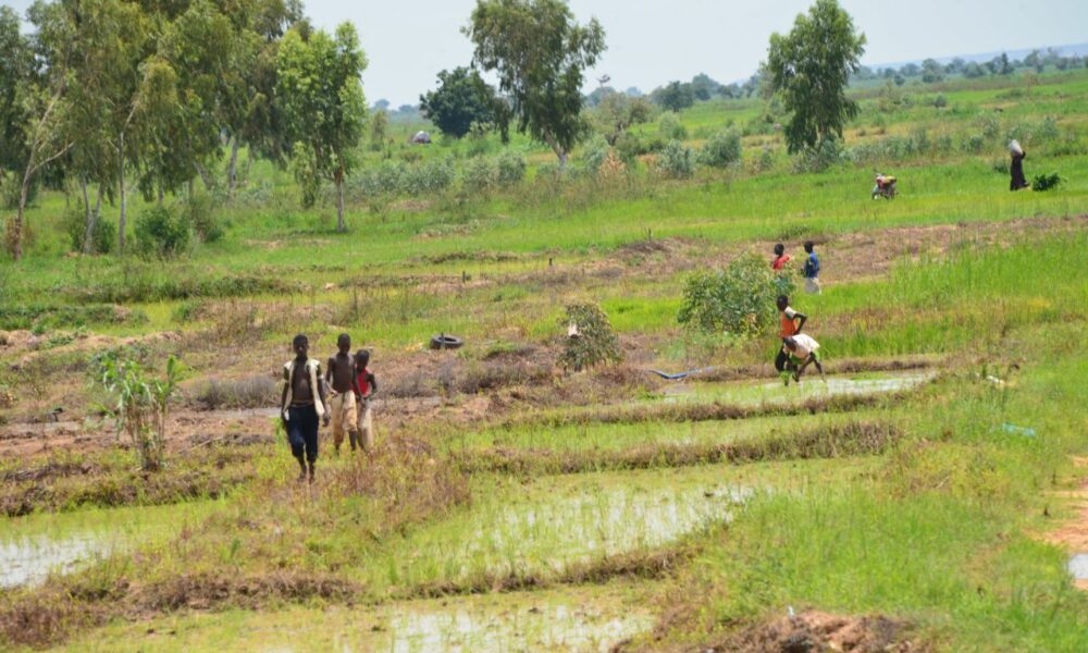 USAID Partners With WACOT Rice Investing $10m In Out Growers’ Project (Photos)