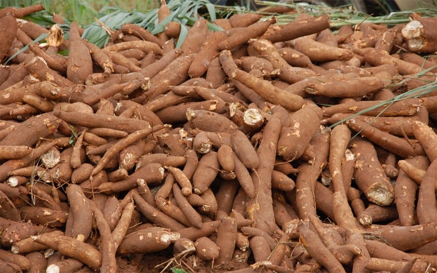 cassava-production-how-nigeria-can-produce-40-mt-of-cassava-fmard