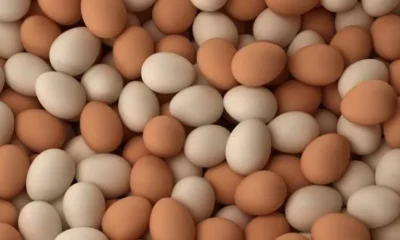 Kenya Layer Farmers Face Rising Losses As Egg Production Drops Despite Strong Demand In 2026