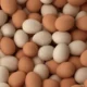 Kenya Layer Farmers Face Rising Losses As Egg Production Drops Despite Strong Demand In 2026