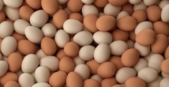 Kenya Layer Farmers Face Rising Losses As Egg Production Drops Despite Strong Demand In 2026